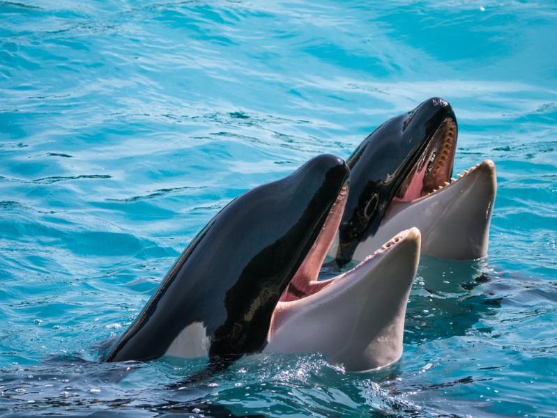 Quand dauphins et orques donnent les clés de la réussite en entreprise... Ca donne ça ! 